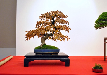kifu bonsai bonsaikiallitas on a bonsai es suiseki mustra